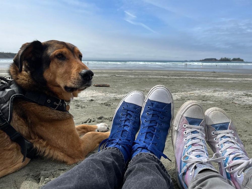 Image shows a black and brown dog on a beack next to two pairs of shoes wearing Converse.