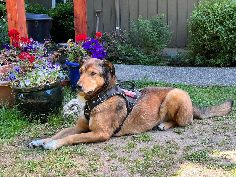 Image shows a black and brown dog laying on the grass in a sphinx pose. Behind the dog are colourful flowers in pots.