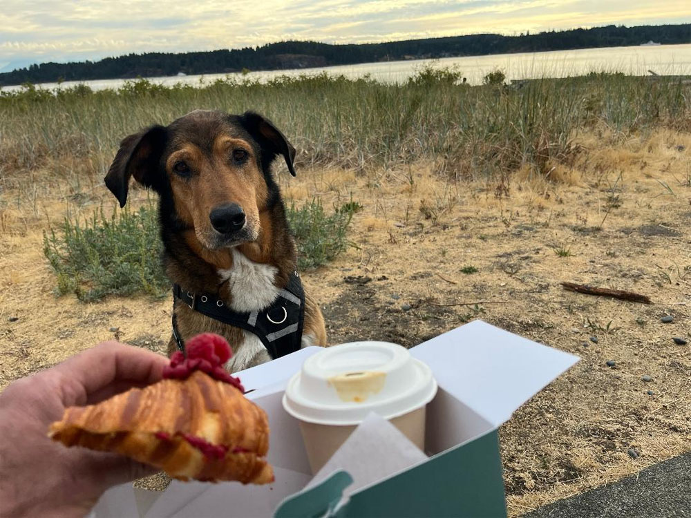 Image shows a black and brown dog staring intently at a croissant with a raspberry on top of it.